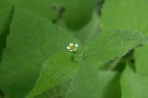 粗毛牛膝菊 粗毛牛膝菊