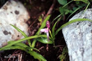 無柄象牙參 無柄象牙參