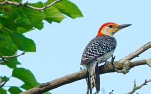 金額啄木鳥 金額啄木鳥