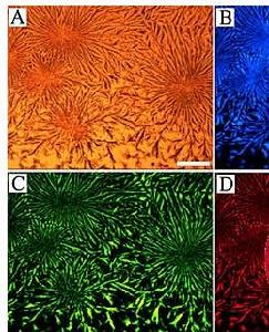 （圖）分子發光分析法