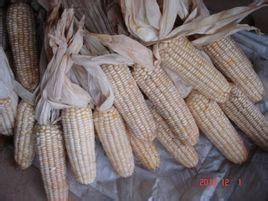 美玉糯5號 美玉糯5號