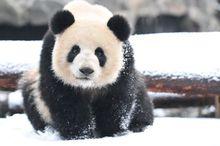 皚皚白雪中的白熊王子