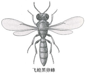 飛蝗黑卵蜂