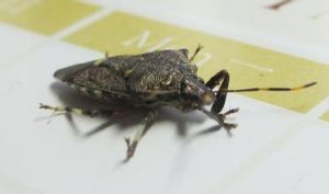 鐮蟲亞目 鐮蟲亞目