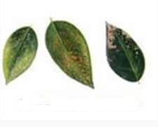 光化學煙霧對植物葉片的危害