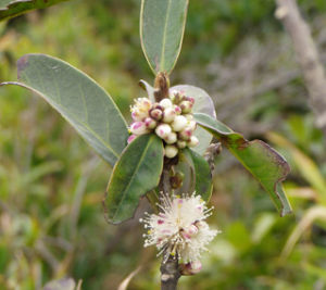 單花山礬 單花山礬