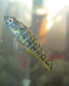 白條鈍蝦虎魚 白條鈍蝦虎魚