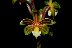 短序隔距蘭 短序隔距蘭