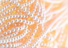 精品珍珠貝集萃