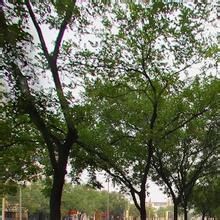 蜜蜂張街道 蜜蜂張街道