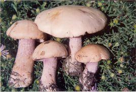 紫丁香蘑 紫丁香蘑