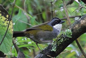 紋頭金肩雀鵐 紋頭金肩雀鵐