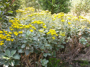 麗江亞菊 麗江亞菊