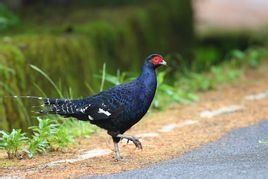 黑長尾雉 黑長尾雉