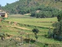 兩眼井村 兩眼井村