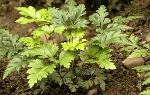 竹溪黃連 竹溪黃連