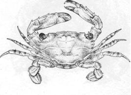 首長短槳蟹 首長短槳蟹