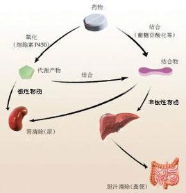 分布[藥代動力學概念]
