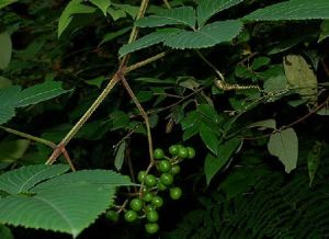 脫毛烏蘞莓（變種）