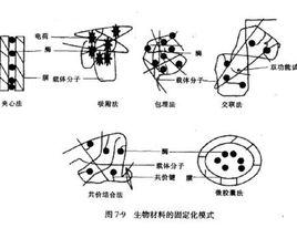 生物敏感材料 生物敏感材料