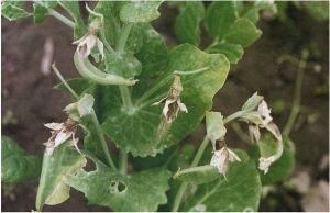 豌豆芽枯病 豌豆芽枯病