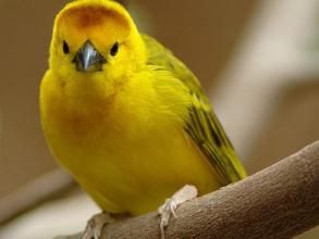 金色織巢鳥 金色織巢鳥