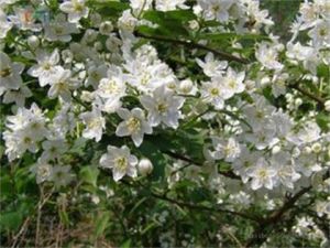 異色溲疏 異色溲疏