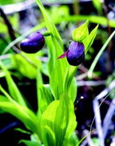 水葫蘆七 水葫蘆七