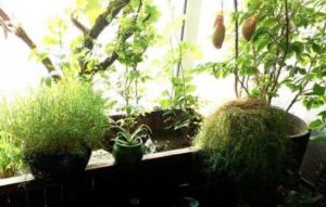 白骨精俱樂部 白骨精俱樂部