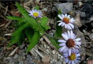 琴葉紫菀 琴葉紫菀