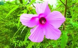 上海雜交100天 上海雜交100天