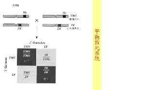 平衡致死 平衡致死