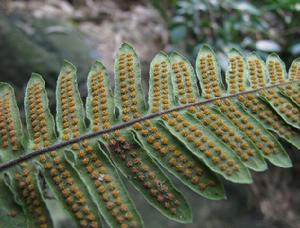 水龍骨頭 水龍骨頭