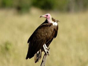 新大陸禿鷲 新大陸禿鷲