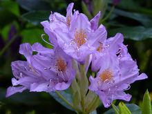 泊妮提庫幕杜鵑