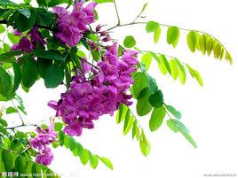 楊槐樹花 楊槐樹花