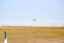 沿海灘涂珍禽國家級自然保護區丹頂鶴