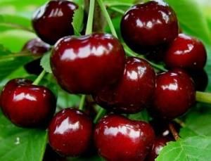 大連櫻桃 大連櫻桃