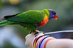 白項吸蜜鸚鵡 白項吸蜜鸚鵡