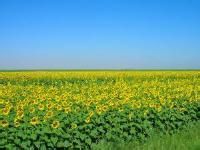 巴彥淖爾市國營新安農場 巴彥淖爾市國營新安農場