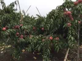 映霜紅桃 映霜紅桃