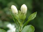 茉莉花花