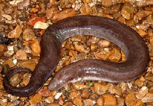 三趾兩棲鯢 Amphiuma tridactylum