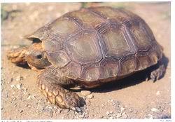蘇門答臘凹甲陸龜