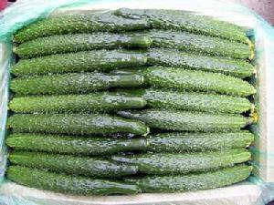 曲堤黃瓜 曲堤黃瓜