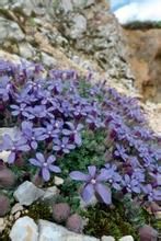 細葉藍鐘花 細葉藍鐘花