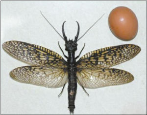 越中巨齒蛉 越中巨齒蛉