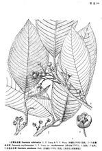 大花水東哥 大花水東哥