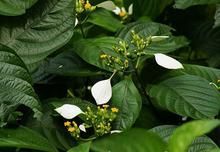 多脈玉葉金花 多脈玉葉金花