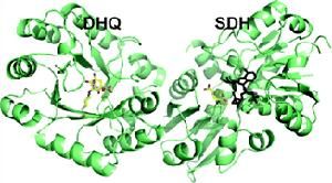 莽草酸途經 莽草酸途經